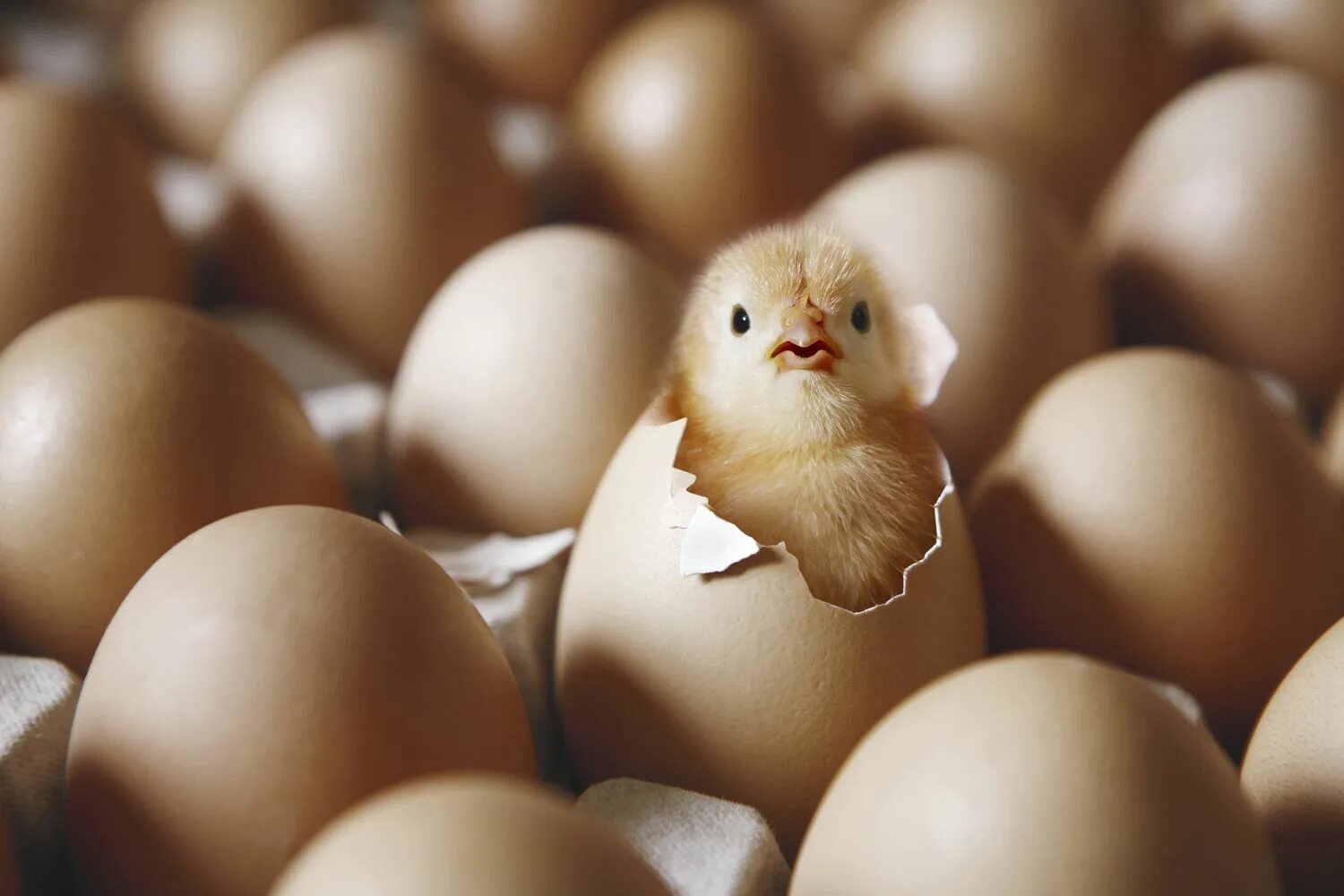 Цыпленок вылупляется. Яйцо цыпленок. Инкубационное яйцо. Птенец из яйца. Птица вылупляется из яйца