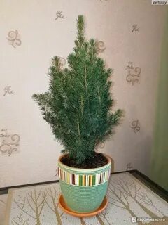 Ель коника домашняя как ухаживать в горшке