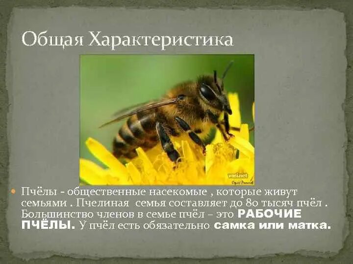 Особенности медоносной пчелы. К кому относятся пчелы. Пчелы социальные насекомые. Описание пчелы. Пчелы медоносные насекомые.