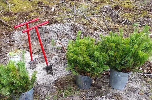 Меч для посадки деревьев. Меч для посадки деревьев