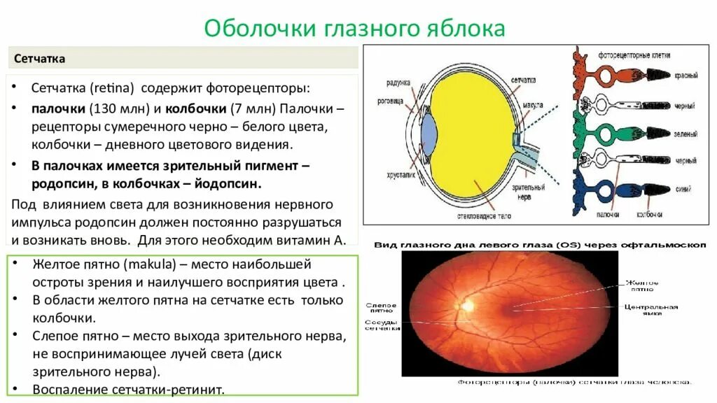 Функции оболочки глаза сетчатка. Функции оболочек глазного яблока. Оболочки глазного яблока анатомия. Оболочки глазного яблока строение и функции. Части сосудистой оболочки глазного яблока.