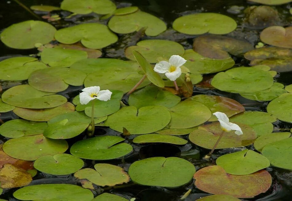 Водоросли пистия. Нимфея краснолистная. Растение плавающее на воде. Эйхорния. Лотос кувшинка кубышка.