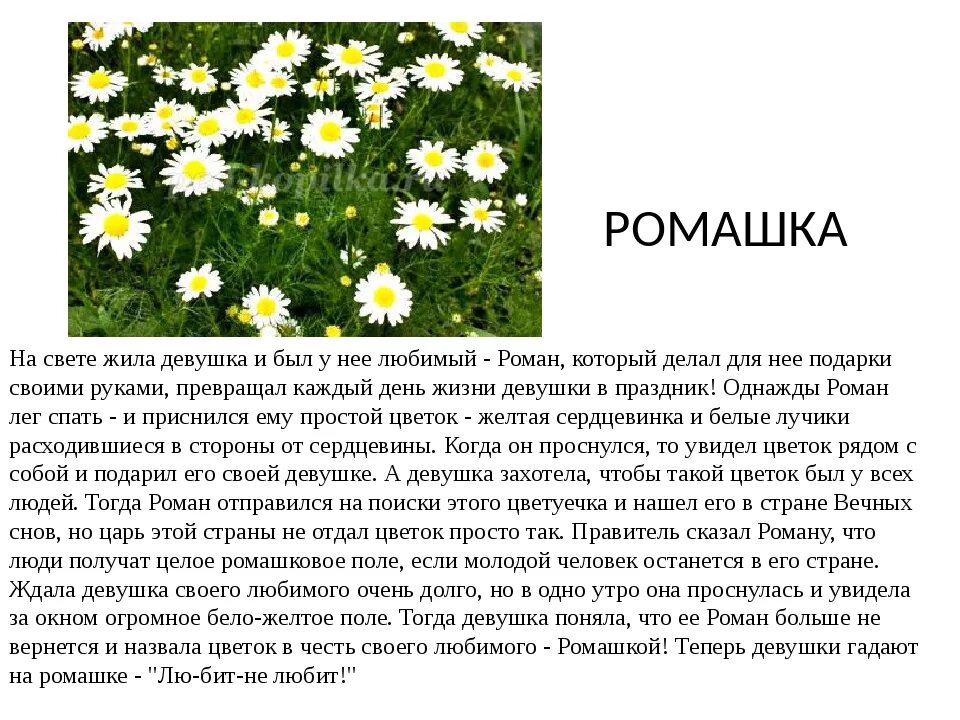 Легенды о растениях и животных. Легенды о растениях. легенда о цветке. мифы и легенды о цветах. легенды связанные с растениями.