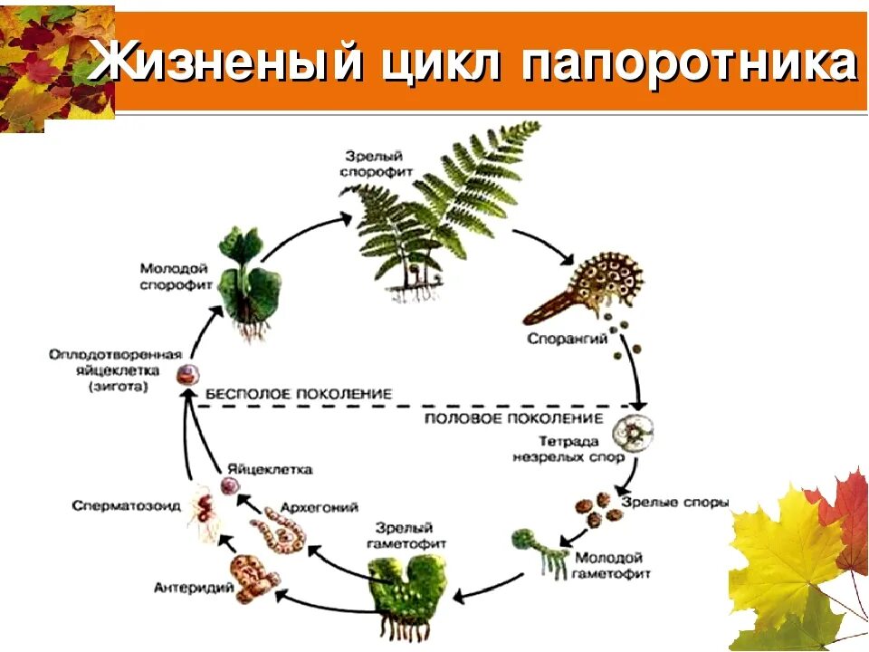 Размножение гаплоидными спорами. Цикл воспроизведения папоротников. Жизненный цикл папоротника спорофит. Циклы развития растений папоротники. Жизненный цикл развития папоротника схема.