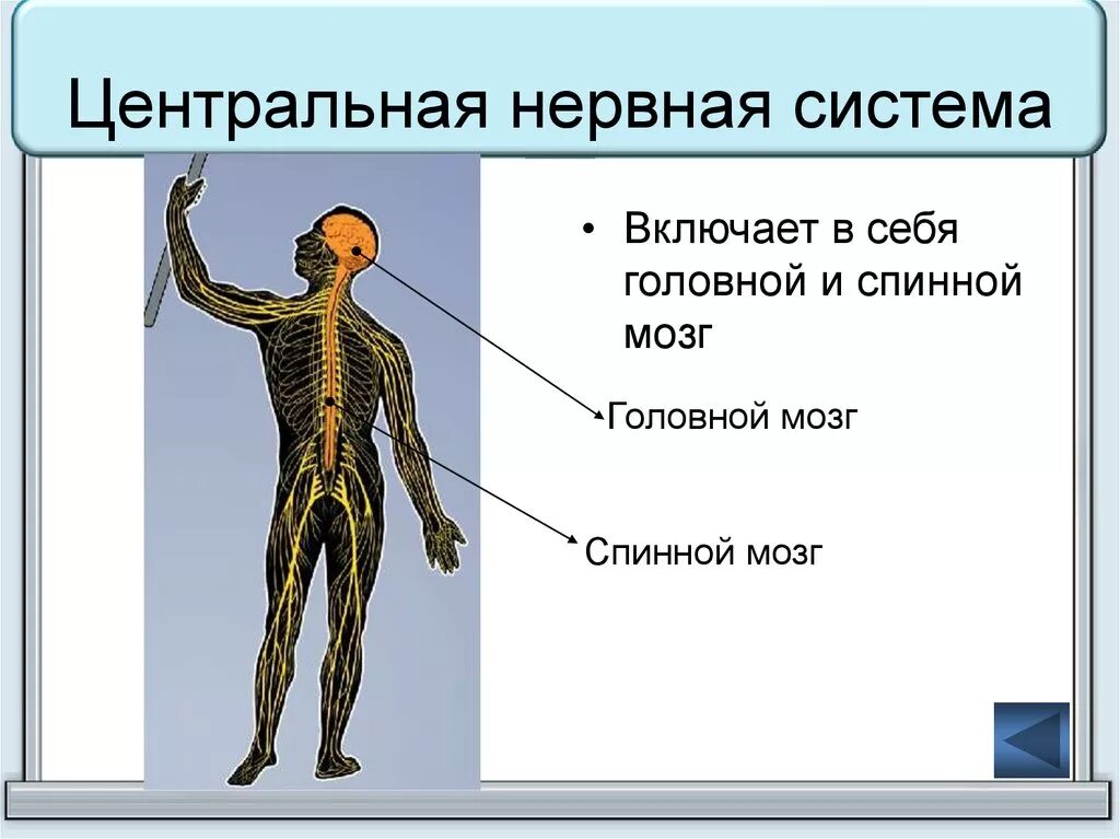 Что является центром нервной системы. Нервная система. Нервная система человека. Центральная нервная система. Центральная нервная система (ЦНС).