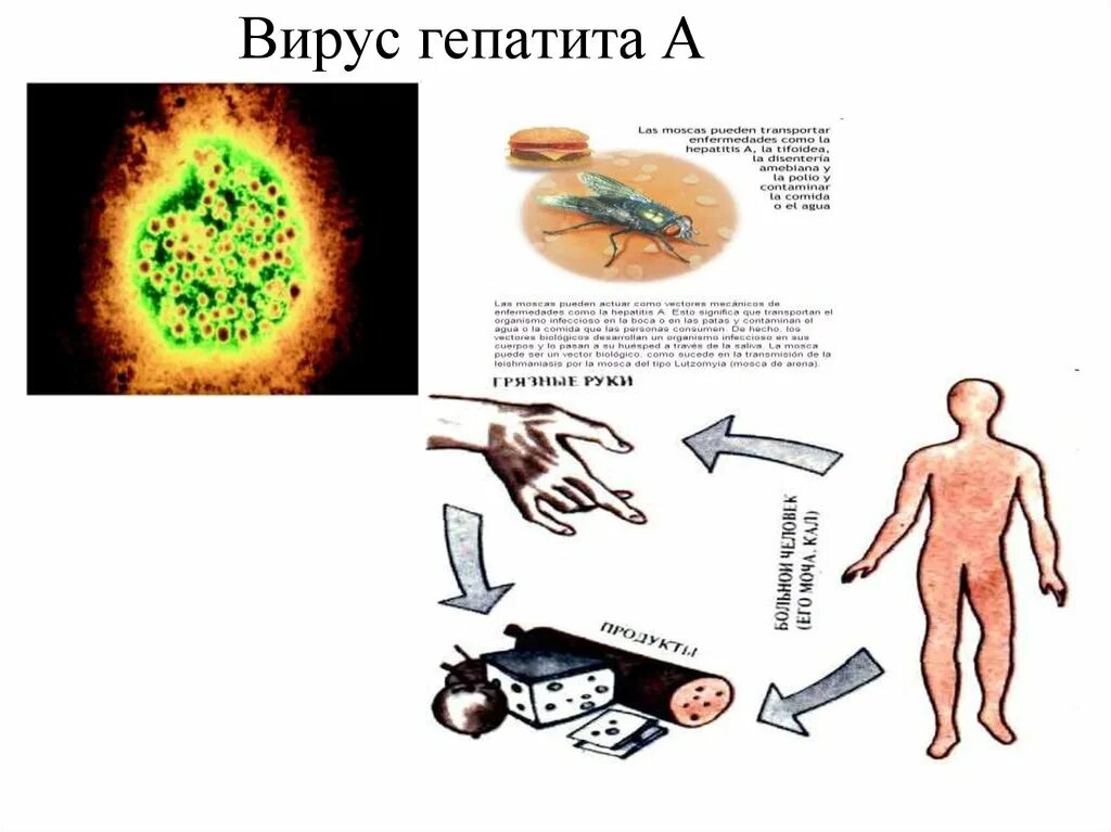Тема вирусные гепатиты. Вирусные гепатиты. вирус гепатита в. гепатит презентация.