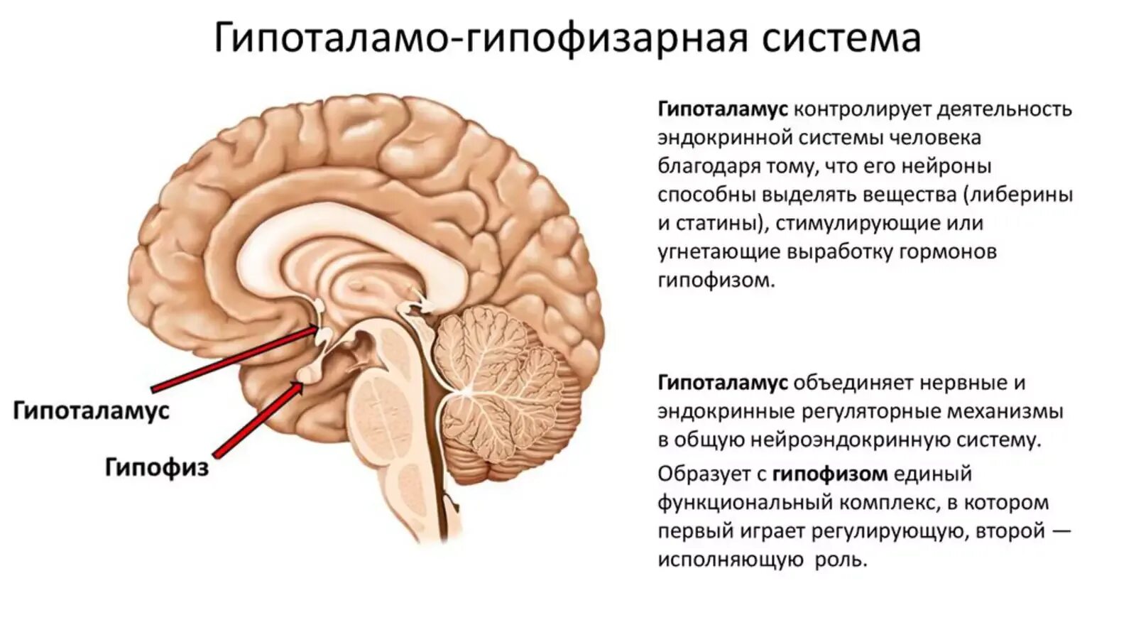 Симптомы гипофиз у мужчин. Гипоталамо-гипофизарная система функции. Промежуточный мозг. Гипоталамо-гипофизарная система. Гипоталамо гипофизарная система ее функции физиология. Гипоталамо-гипофизарная система ,структура, функция.