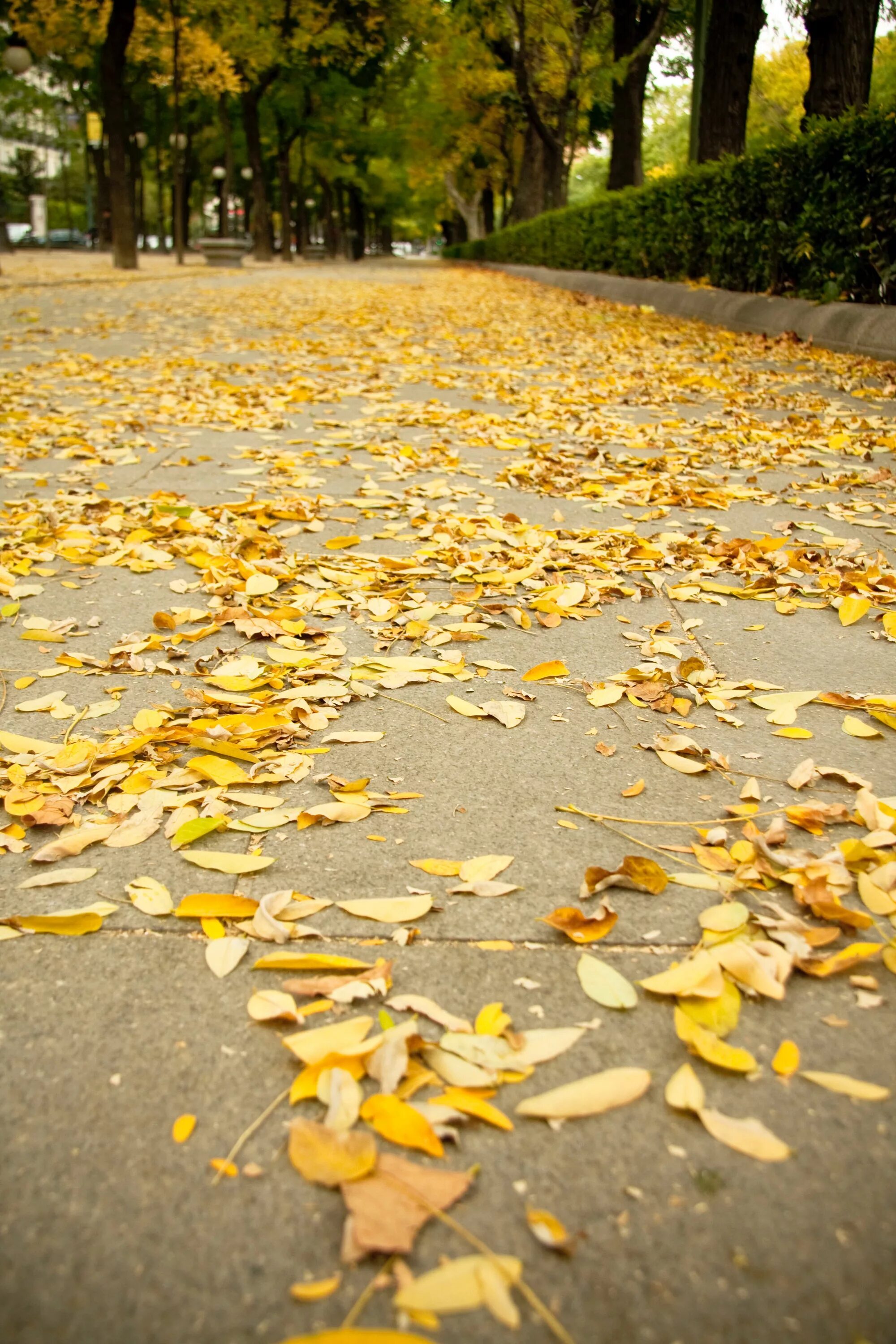 Желтая листва. Листва на асфальте. Осенняя листва. Осенние листья на асфальте. Ворох желтых листьев