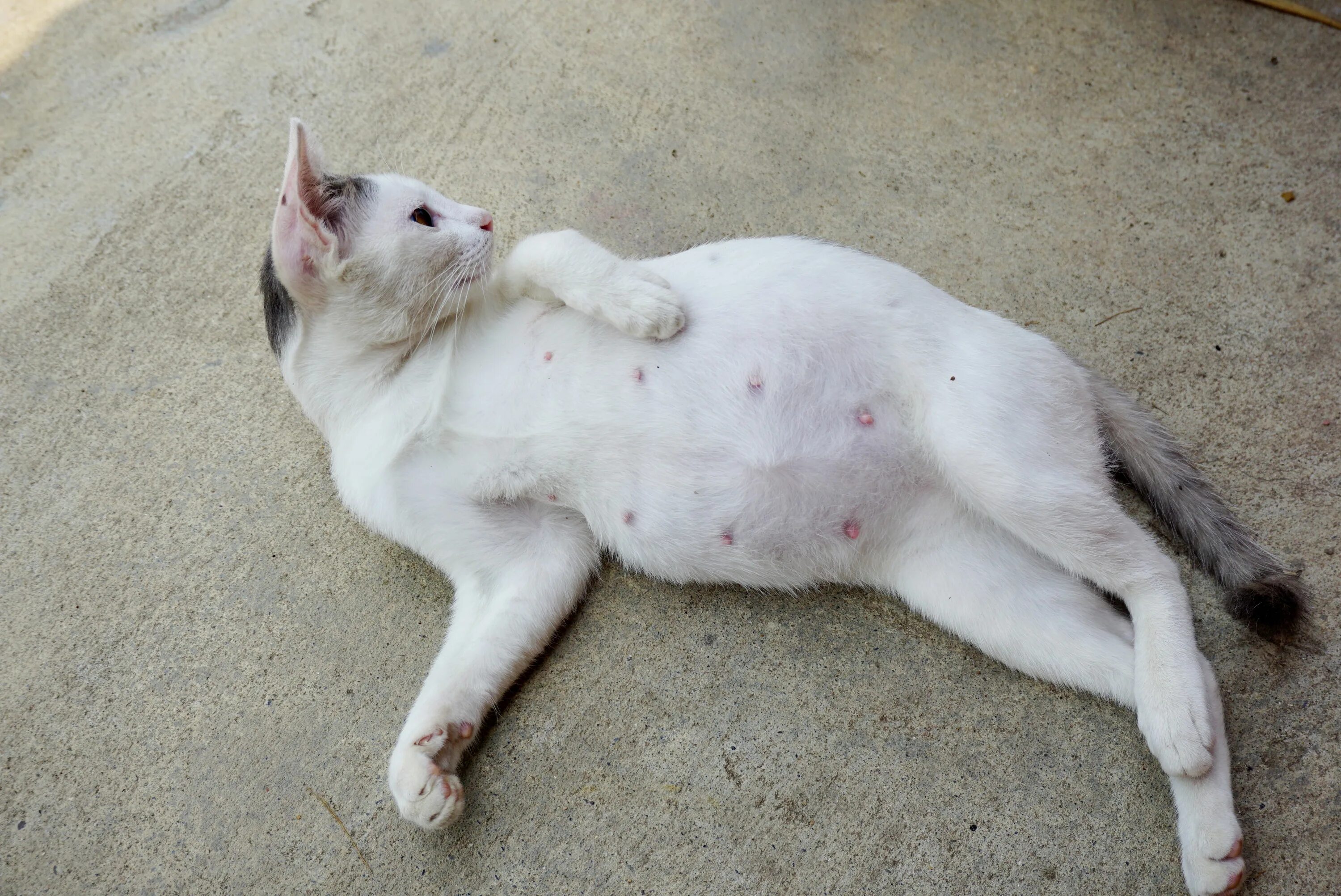 Беременность кошки. Беременная. Живот у небеременной кошки.