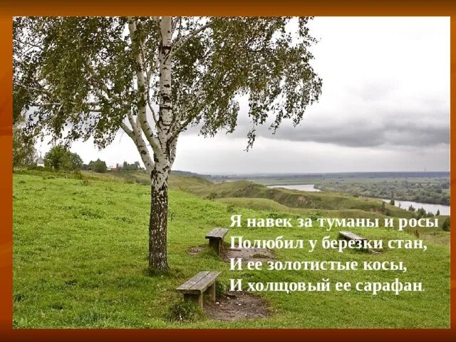 Я навек за туманы и росы полюбил у Березки стан и ее. Есенин стихи о Березе я навек за туманы и росы полюбил у Березки. Стан березы. Есенин я навек за туманы и росы. Я навек за туманы и росы полюбил