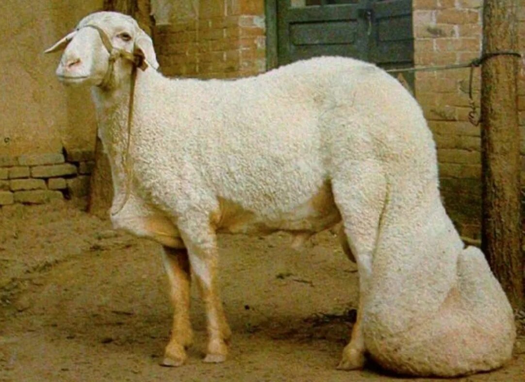 У барана спереди у араба. Породы Баранов курдючные. Калмыцкая курдючная овца. Курдючные породы овец. Породы Баранов с курдюком.