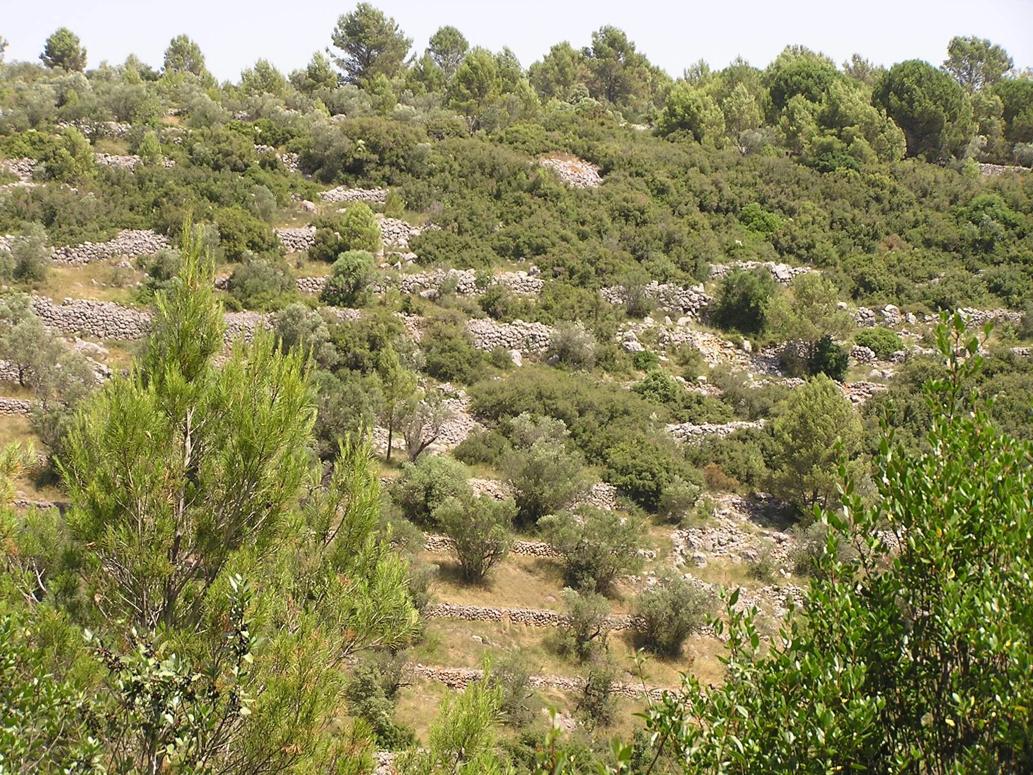 Маквис Гарига фригана. Маквис Средиземноморья. Жестколиственные вечнозелёные леса Испания. Маквис Корсика.