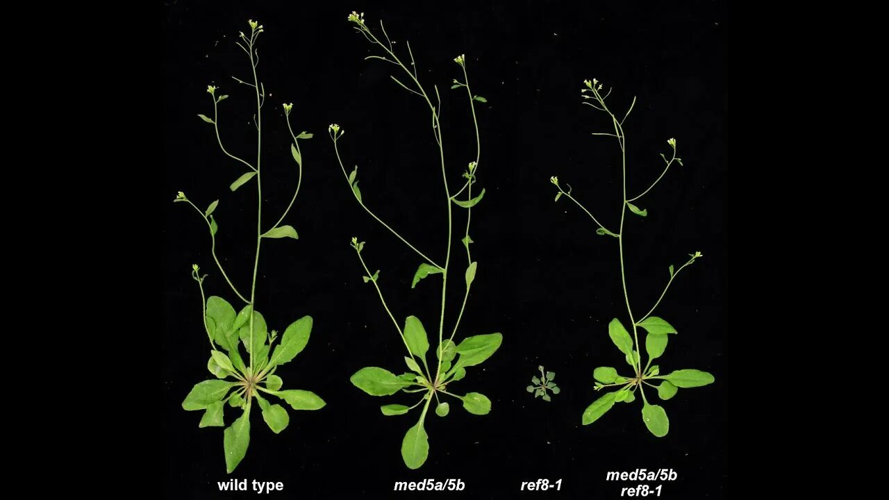 Arabidopsis thaliana l. Арадибопсис таля. Геномы arabidopsis. Представим что arabidopsis основной модельный растительный объект. Арабидопсис растение.