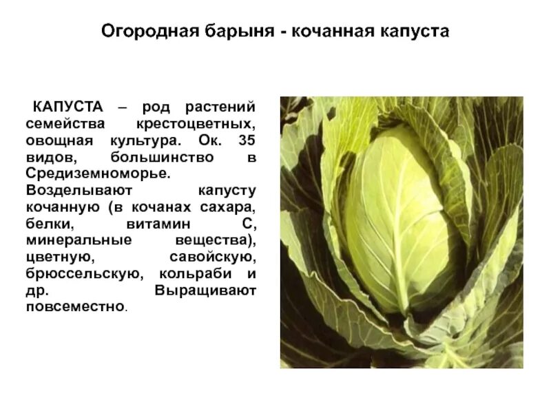 Культура культурного растения капусты. Семейство крестоцветных культурное растение капуста. Сообщение о капусте. Культурные растения капуста. Культурные растения капуста.