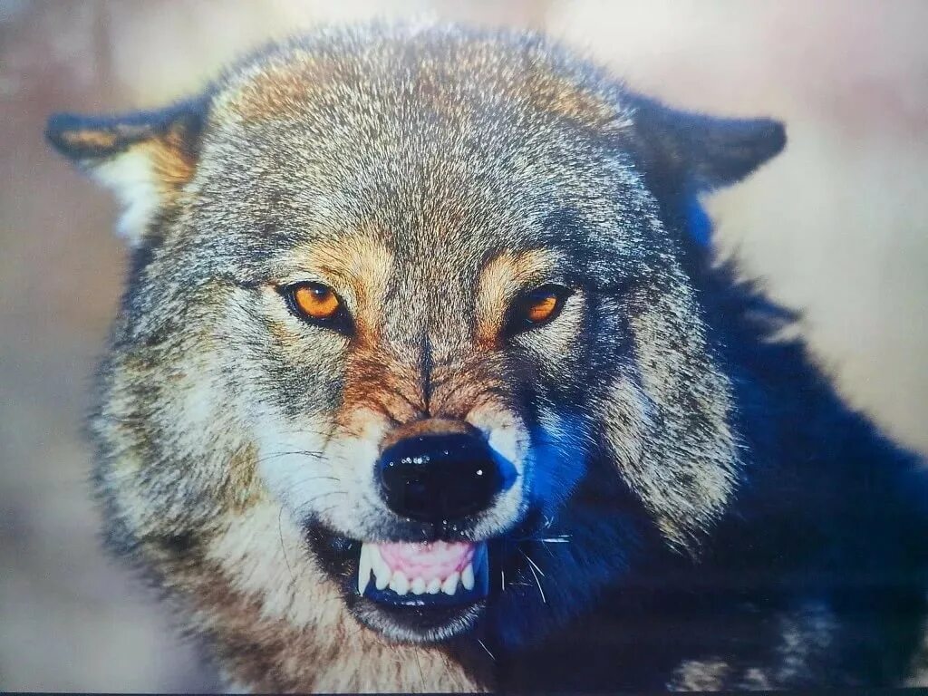 Злой оскал. Оскал волка. Злой волк. Морда волка оскал. Злой взгляд волка.