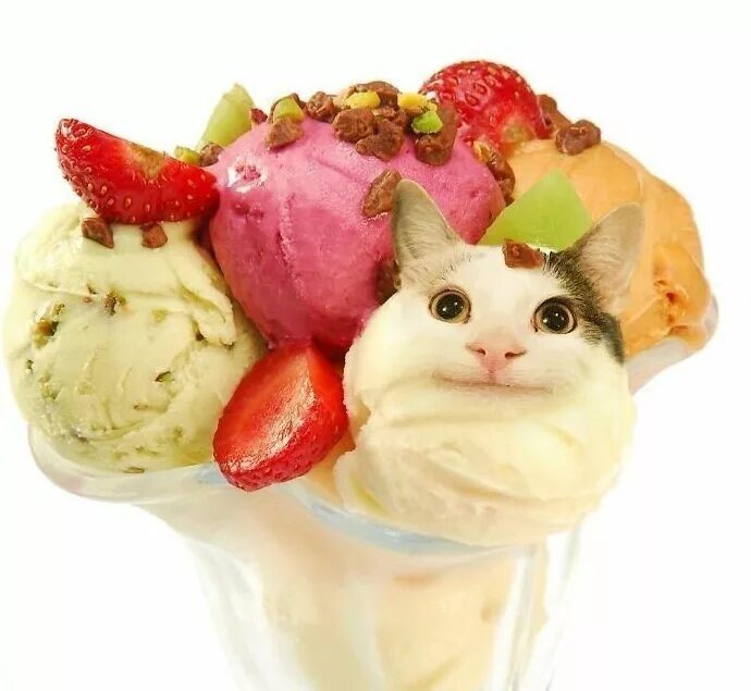 Кот еда мем. Котик с едой. вкусняшки в виде котиков. кот в виде еды. смешные коты с едой.