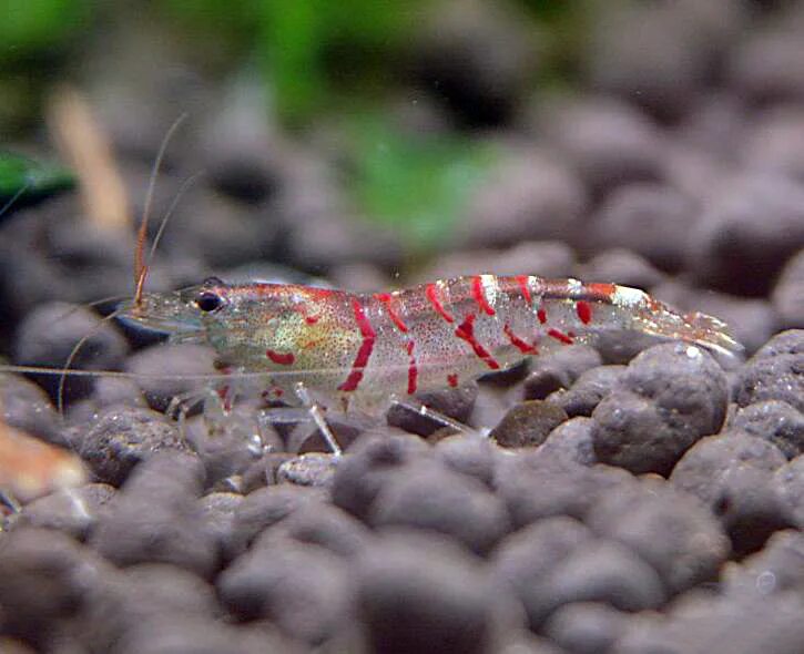 Как выглядит креветка живая. Caridina cantonensis. Caridina CF. Cantonensis. Caridina красный тигр. Креветка Каридина тигровая.