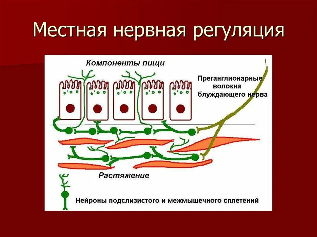 Полостное и пристеночное пищеварение. Полостное и мембранное пищеварение. Полостное и мембранное пищеварение физиология. Полостное и пристеночное пищеварение таблица.