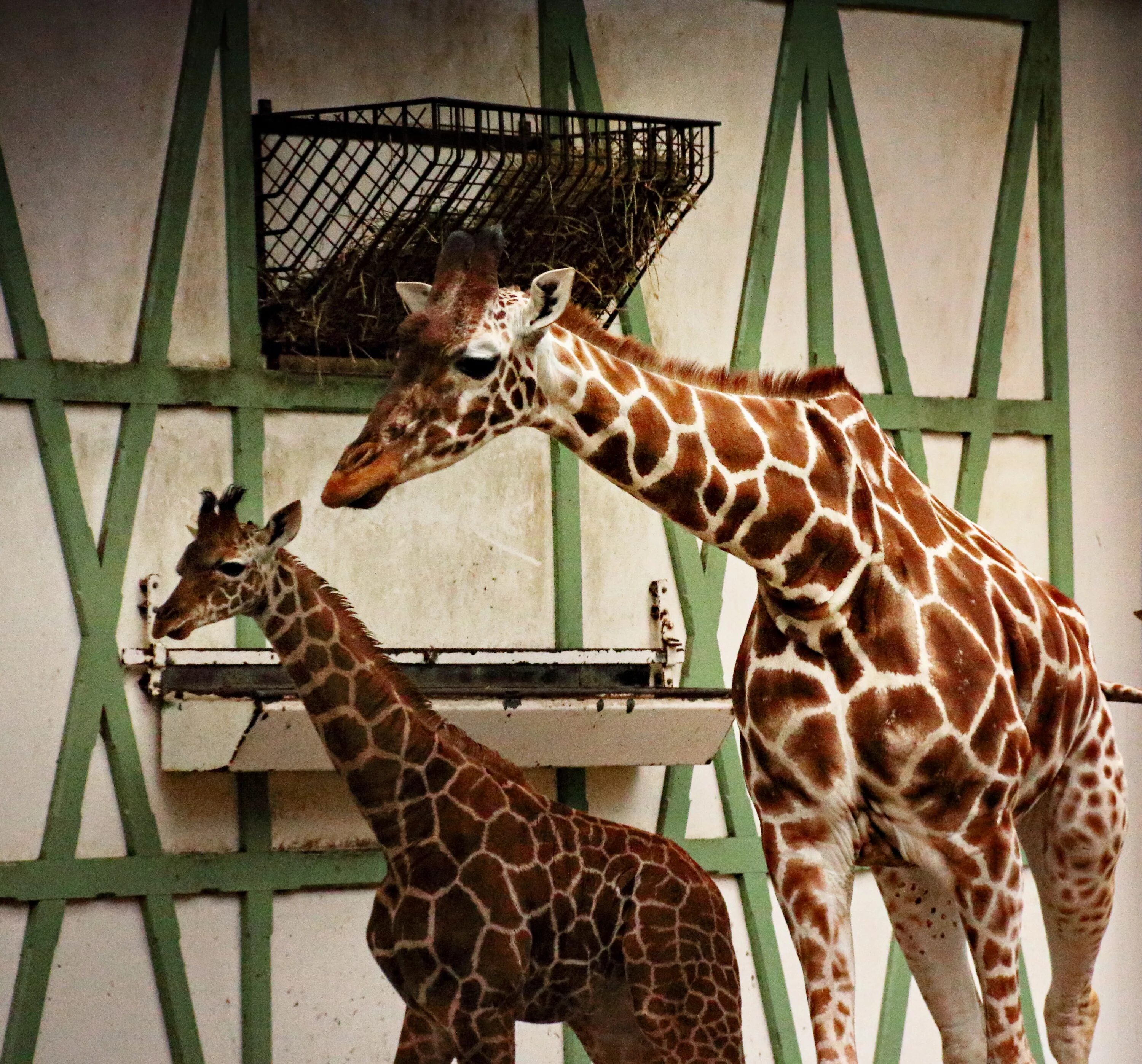 Сколько всего детенышей жирафа родилось за два. Молодой Жираф. Жираф с детенышем. Жираф фото для детей. Малыш Жираф.