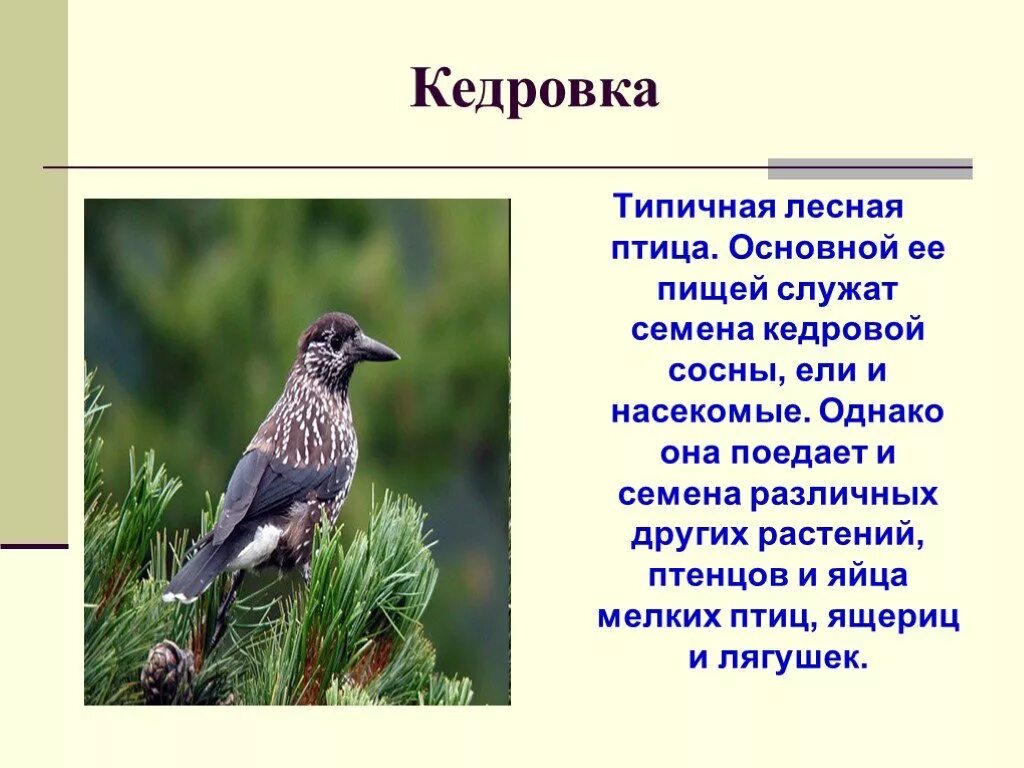 Почему птицу назвали кедровка. Описание птиц. Кедровка птица фото и описание. Информация о Кедровке. Кедровка презентация.