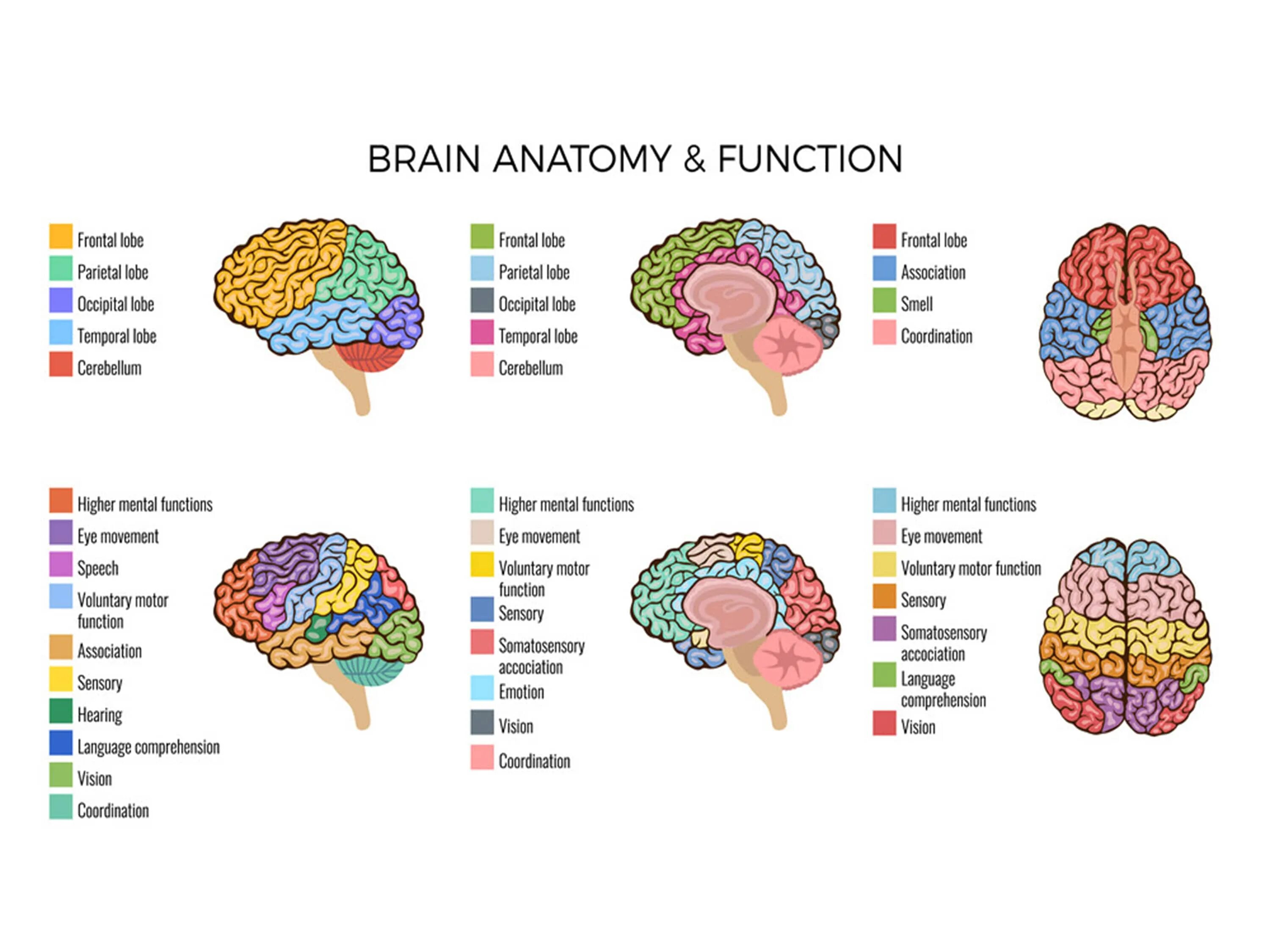 Мозг анатомия. Мозг инфографика анатомия. Инфографика анатомия головной мозг. Functional Brain areas.