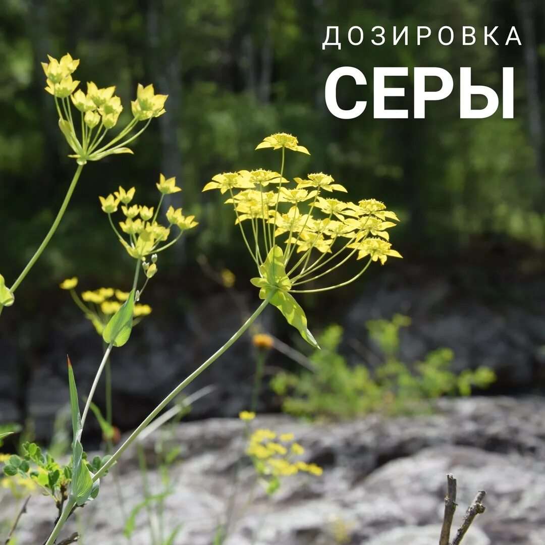 Серу пить человеку