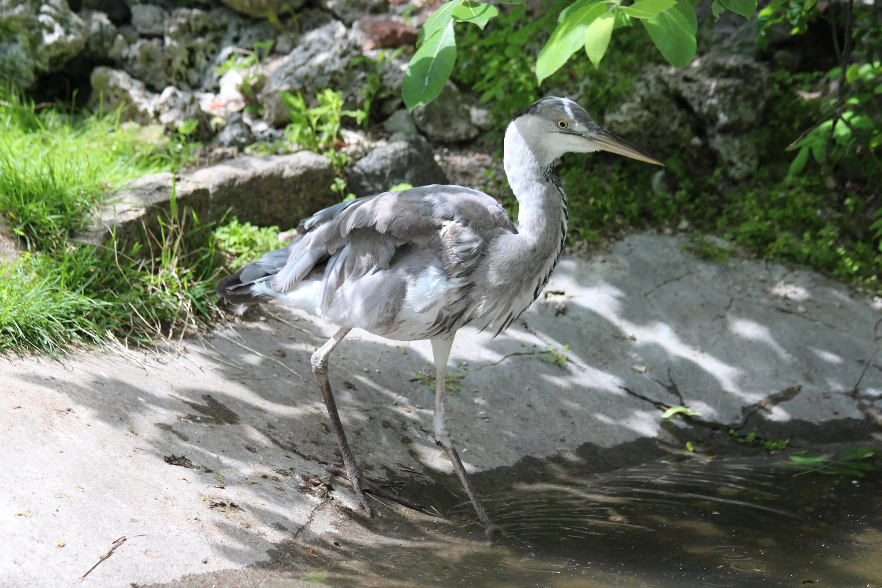 Серая цапля (Ardea cinerea). Хохлатая цапля. Болотная цапля птенец. Белощёкая цапля.