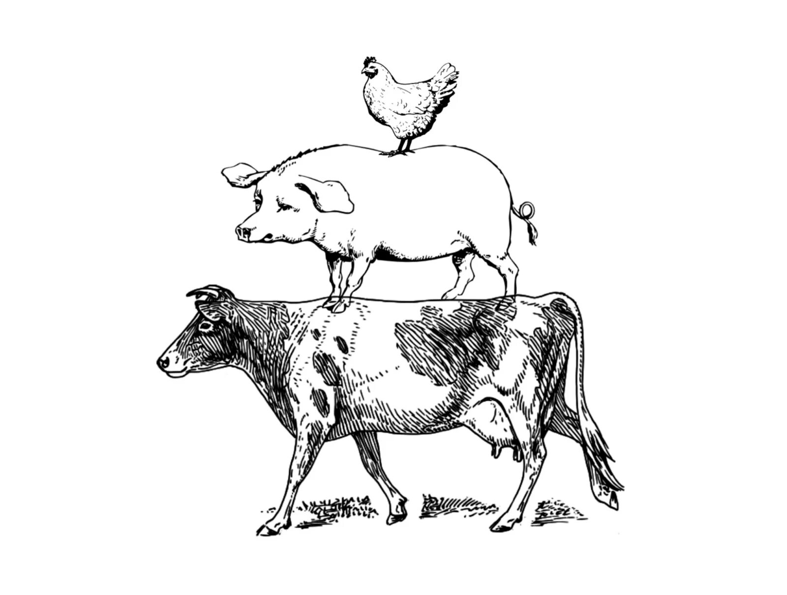 Какое животное попросил. Корова и свинья. Корровкаа свинья курица. Корова иллюстрация. Стилизованная корова.