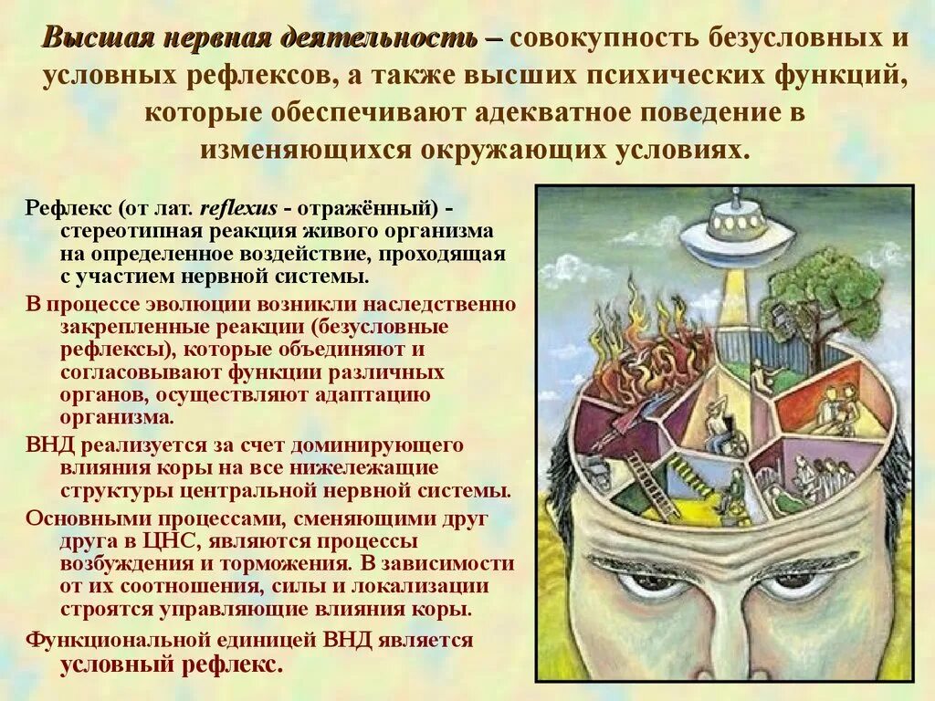 Нервно психические функции. Высшая нервная деятельность. Высшая нервная психическая деятельность. ВНД человека. Строение ВНД человека.