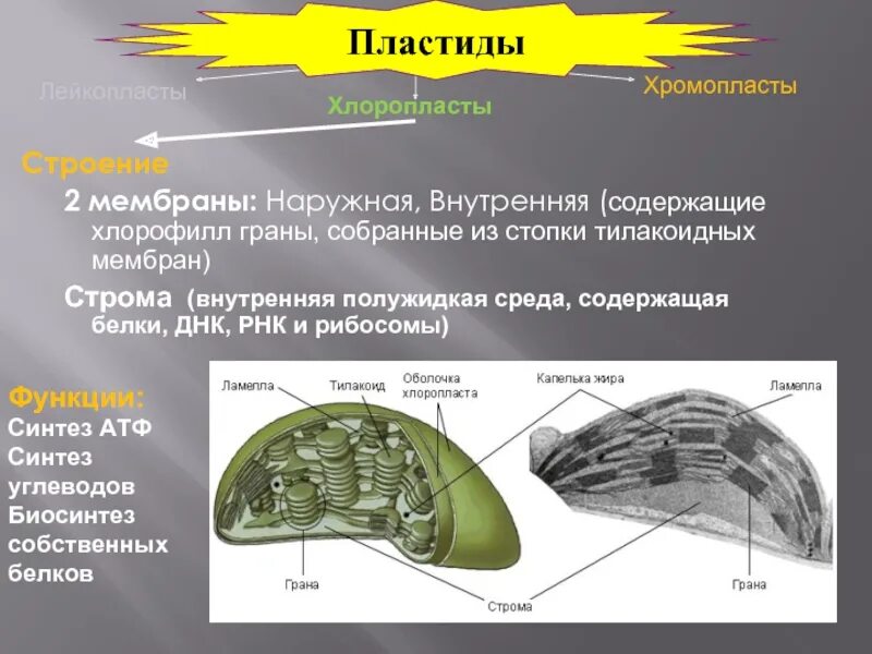 Пластиды какую функцию они выполняют. Внутренняя мембрана пластид. пластиды строение. пластиды строение внутренняя мембрана. ) оболочки пластиды.