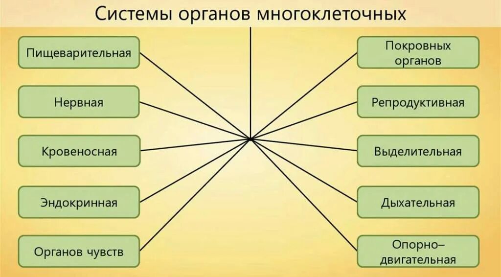 Система органов животных 8 класс биология. Система органов многоклеточных. Системы органов многоклеточных животных. Таблица основные системы органов многоклеточных животных. Системы органов многоклеточных и их основные функции.