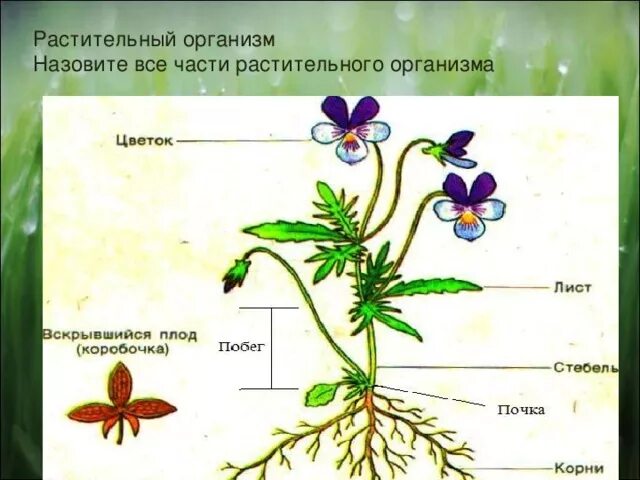 Строение растения в связи с условиями. Растительный организм. Растение целостный организм. Строение растительного организма. Растение как организм.