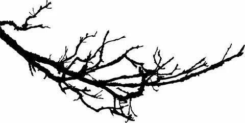 Related branch