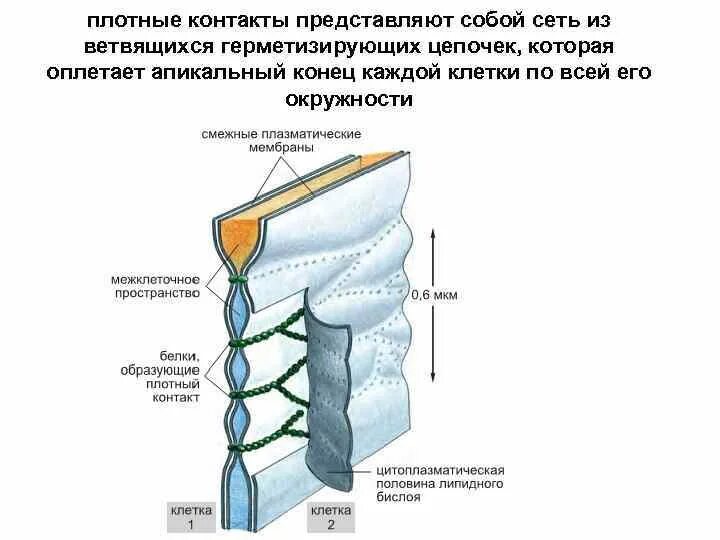 Между клетками есть. Плотный контакт гистология строение. Плотный замыкающий контакт. Плотные клеточные контакты. Плотные контакты между клетками.