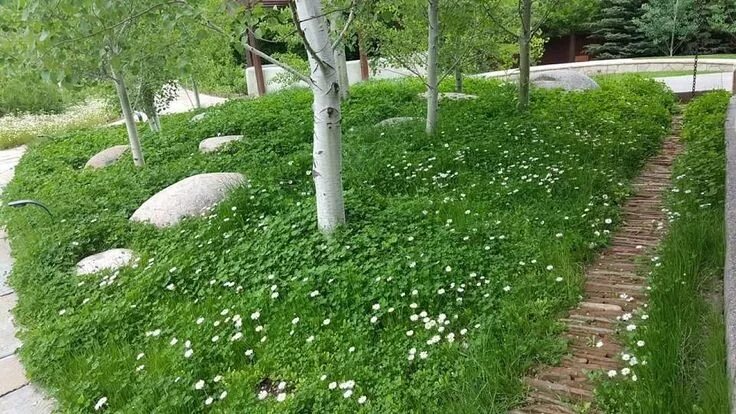 Tenant finds way to trick landlord with clever lawn alternative: 'It’s very hard