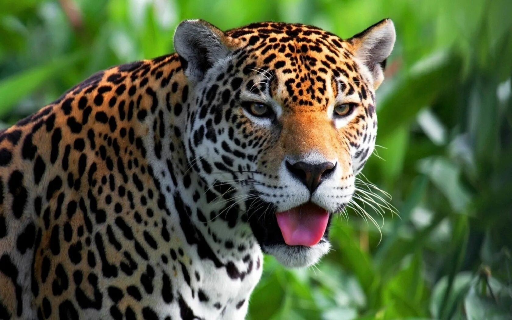 Живой мир видео. Ягуар Южная Америка. Ягуар животное Южной Америки. Ягуар тропический.