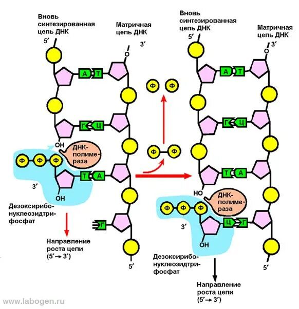 Короткие цепи днк. Строение ДНК антипараллельность. Строение ДНК 5-3. Присоединение нуклеотидов к растущей цепи ДНК. Комплементарные цепи ДНК антипараллельны.