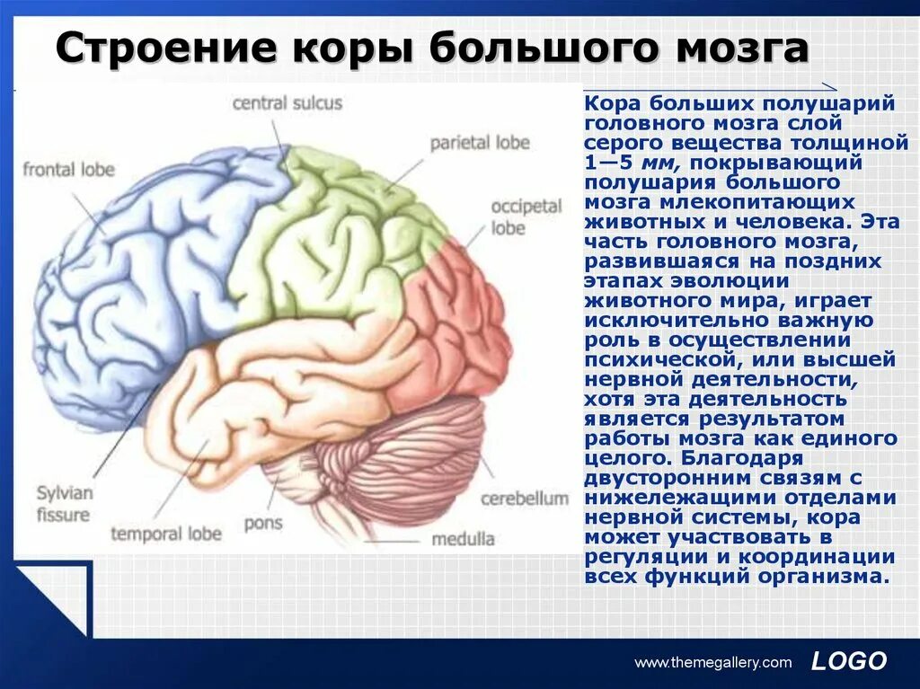 Строение и функции полушарий головного. Строение коры головного мозга анатомия. Большие полушария головного мозга структура.