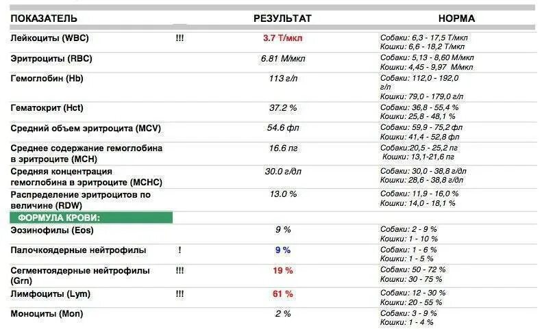 Лейкоциты снижены у мужчины. Норма лейкоцитов в мкл в крови. Лейкоциты снижены лимфоциты повышены. Общий анализ крови снижены лейкоциты. Мкл и кровь лейкоциты.