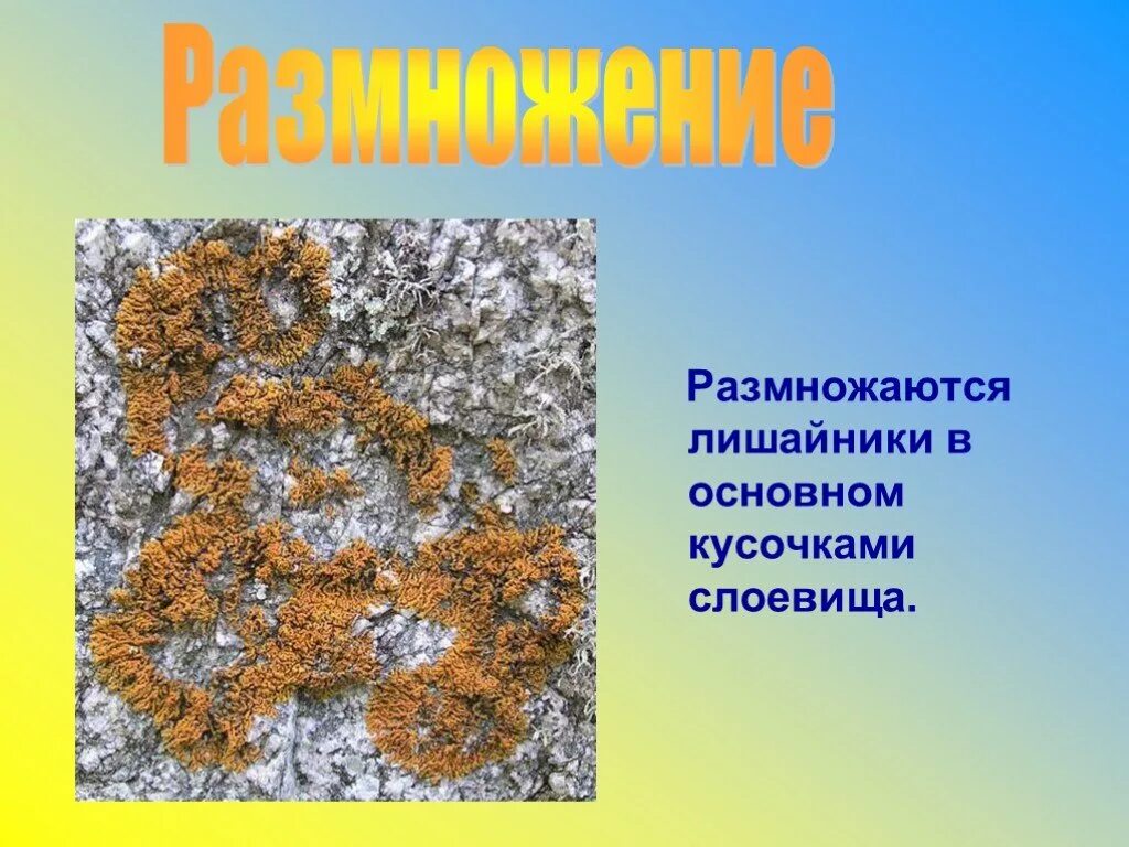 2 лишайники размножаются. Размножаются лишайники кусочками слоевища. В основном лишайники размножаются. Лишайники слоевище размножаются. Лишайники могут размножаться....