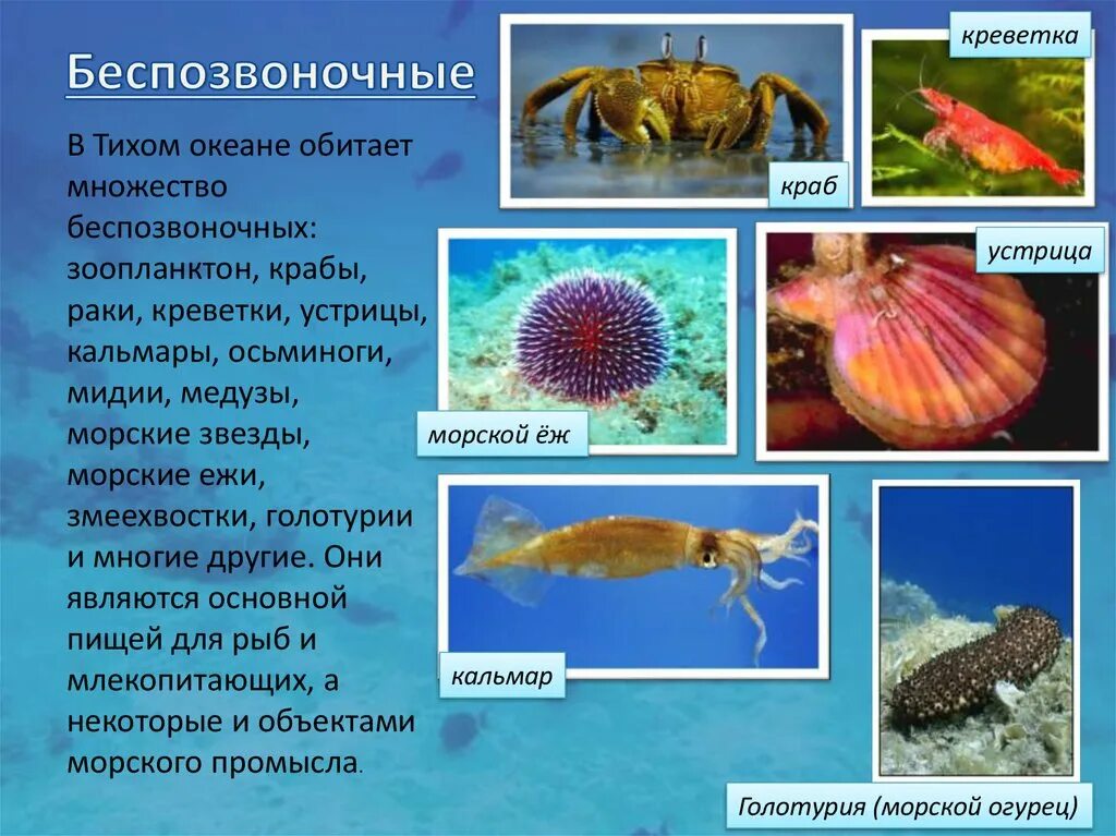 Беспозвоночные млекопитающие. Список беспозвоночных животных. Беспозвоночные животные список. Морские беспозвоночные рыбы.