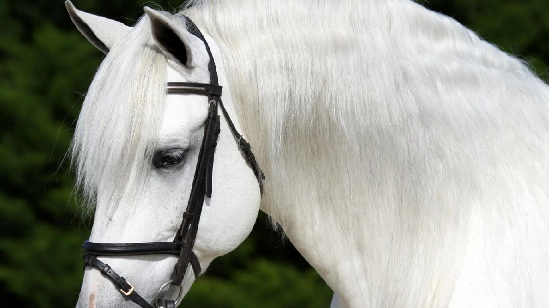 белый з. беломордый песец. полярная лисица песец. бшо порода щенки. белая лошадь с развевающейся гривой.