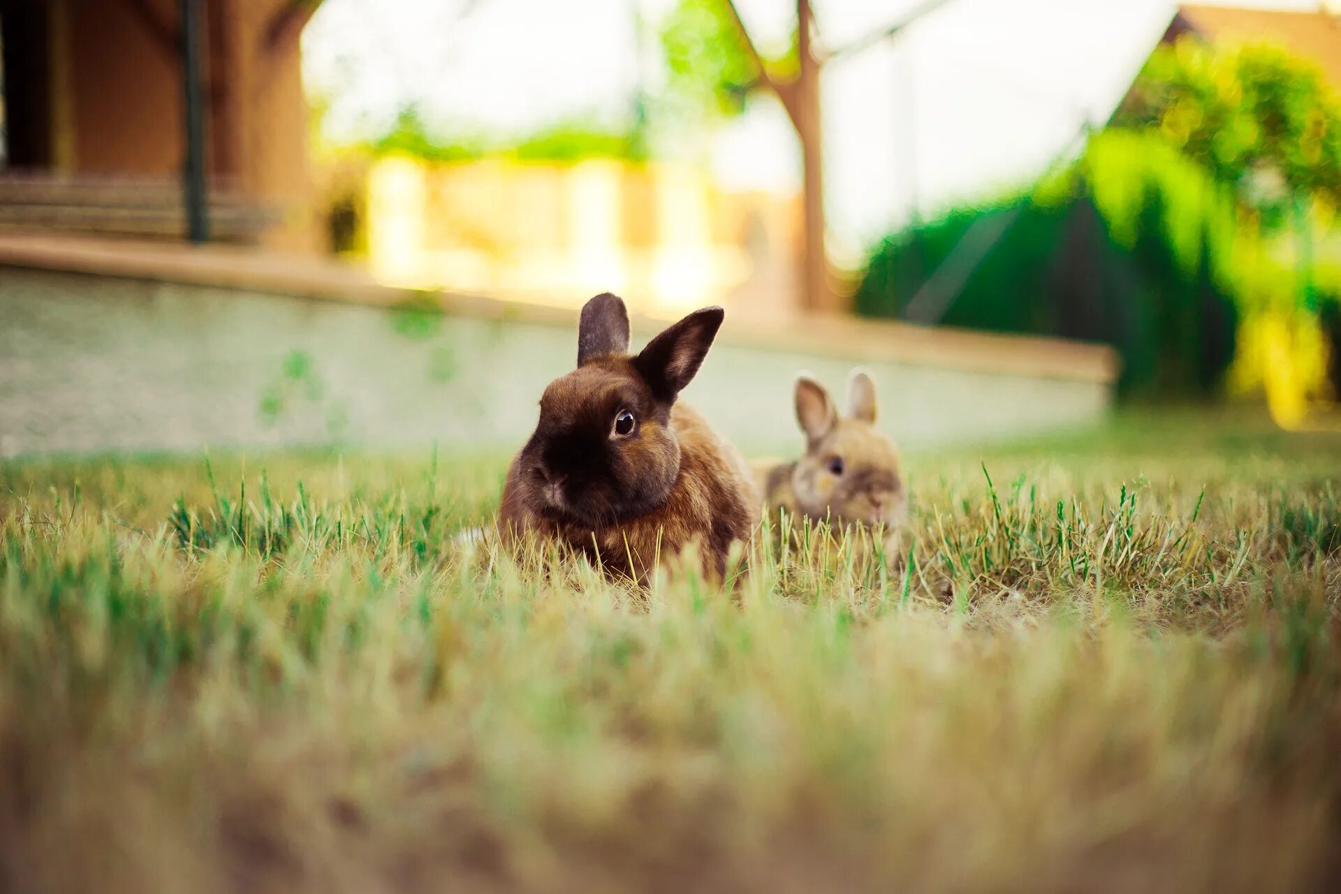 Много зайки. Кролик. Фотосессия с кроликом. Декоративные кролики на природе. Кролик фото.
