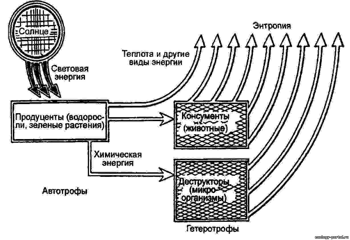Поток энергии в экосистеме (по ф. Рамаду, 1981). Поток энергии в экосистемах. Схема потока веществ и энергии. Распределение потоков энергии в экосистемах.