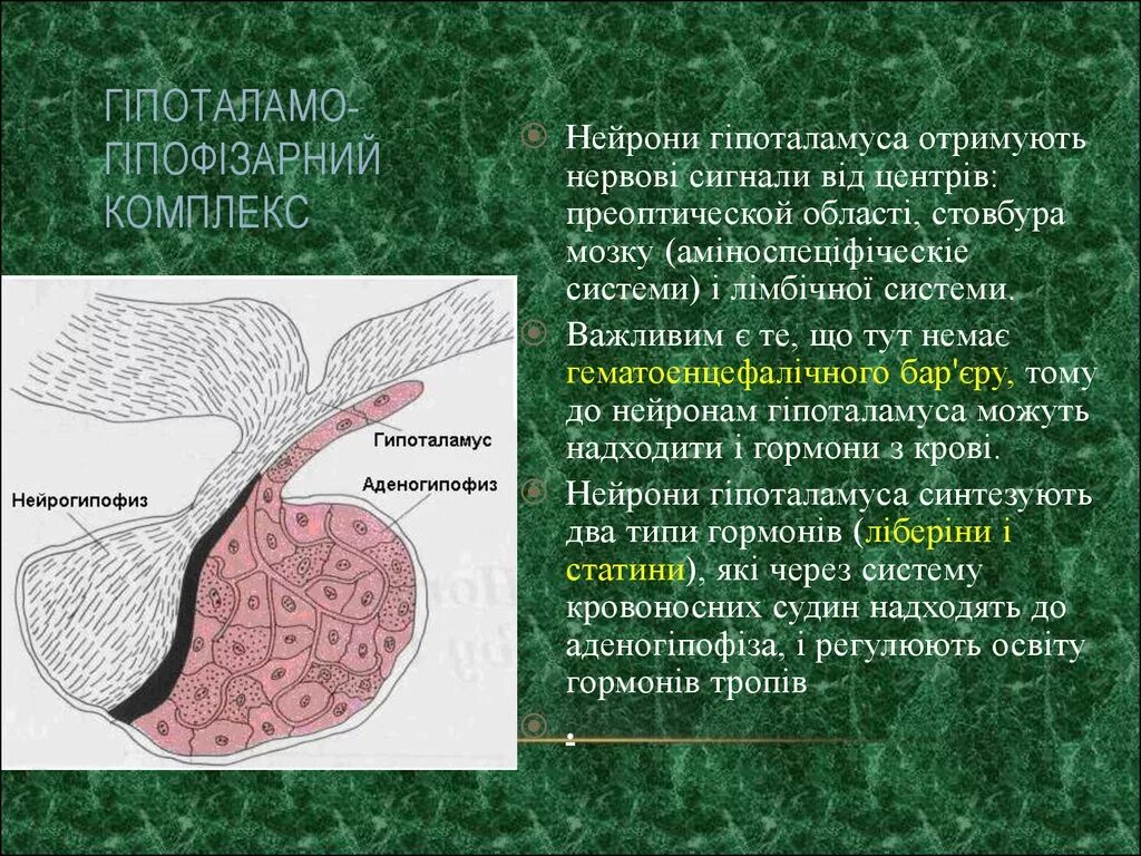 Нейрогипофиз гистология. Нейрогипофиз клетки. нейрогипофиз питуициты. нейрогипофиз препарат.