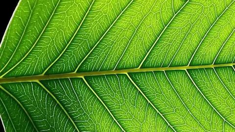 Plant protection