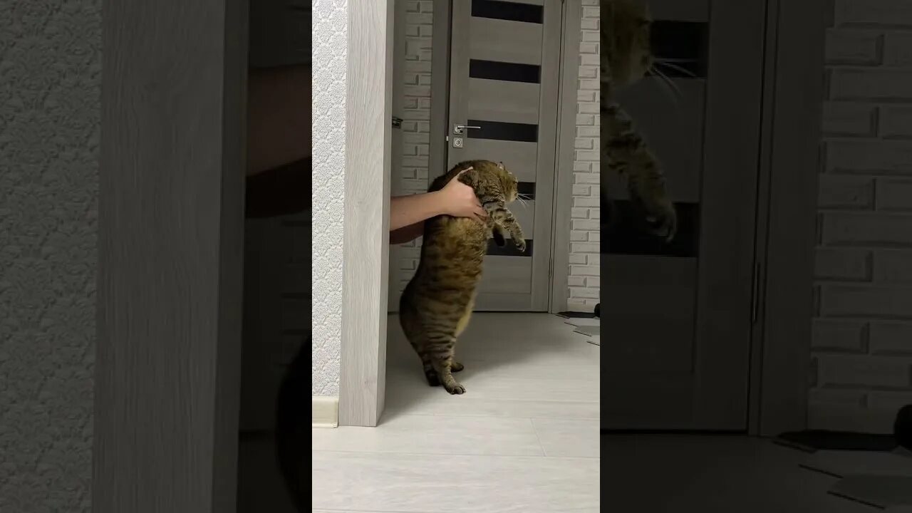 Песни из тик тока с котиками. Жирный кот танцует. танцующий кот тикток. кот из тиктока танцует. кот из тик тока танцует.
