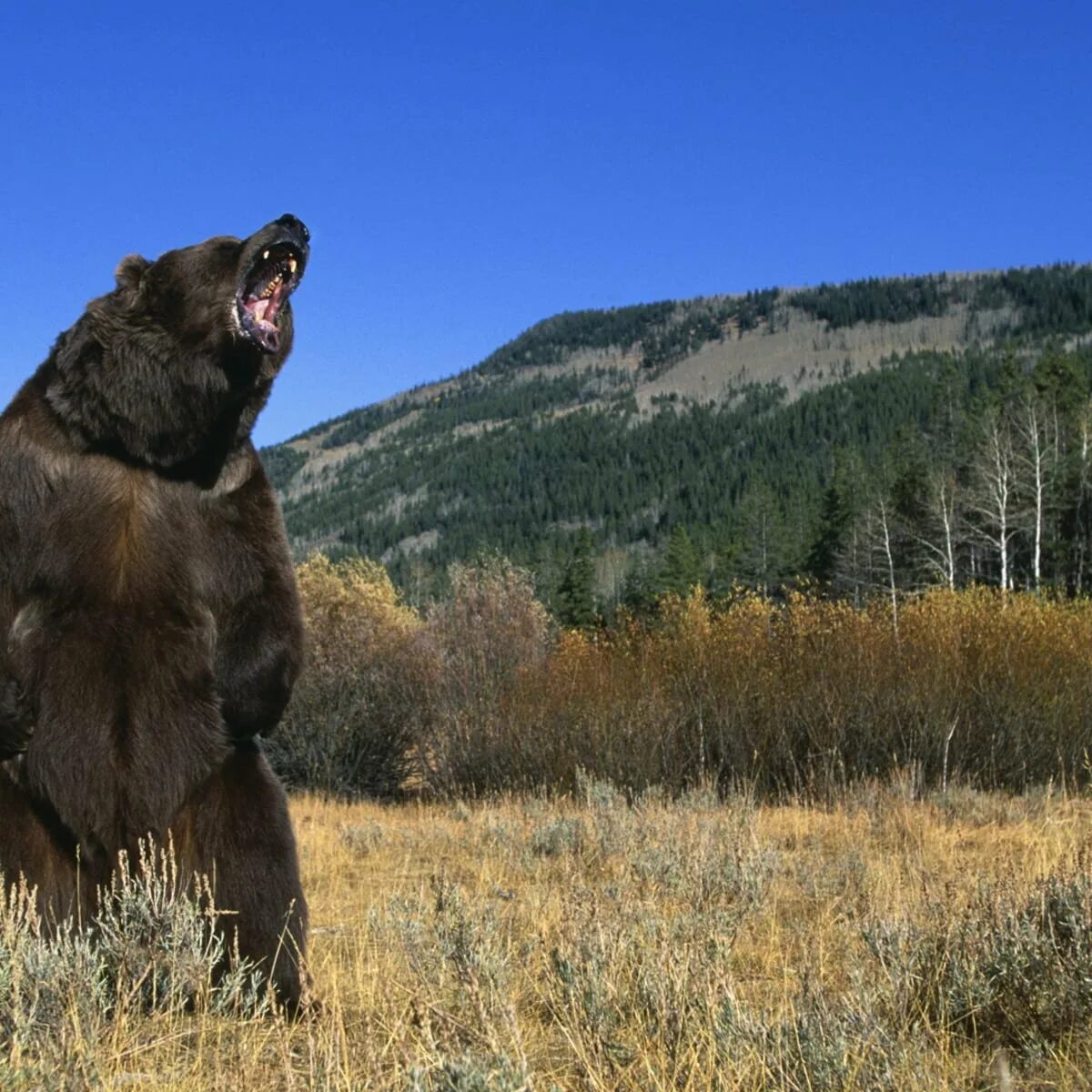 Форма бурого медведя. Гризли североамериканский бурый медведь. Северная Америка медведь Гризли. Гигантский Короткомордый медведь. Грозный медведь Гризли.