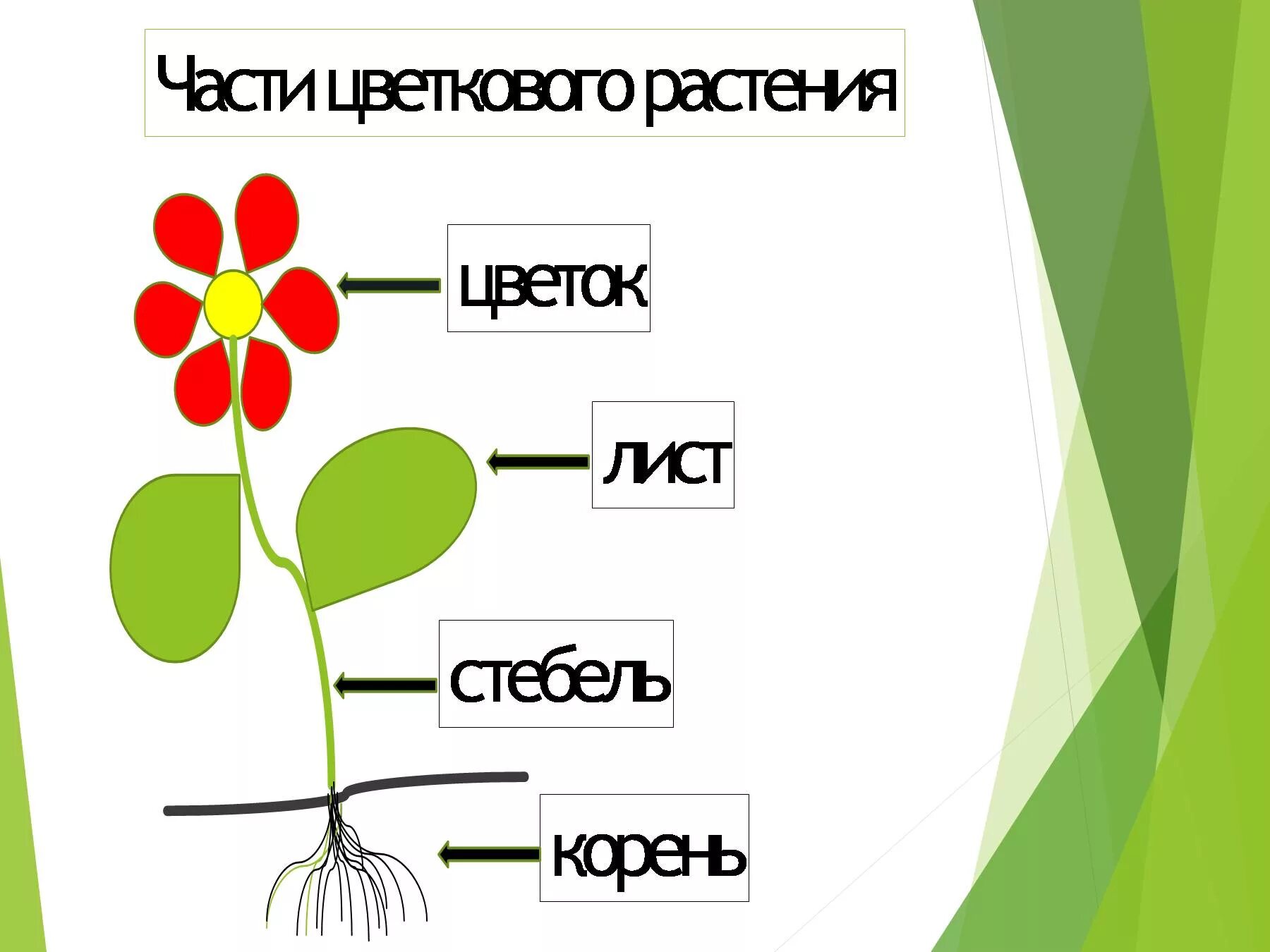 Тест по теме лист стебель. Части растения. части цветковых растений. корень стебель лист. основные органы цветкового растения.