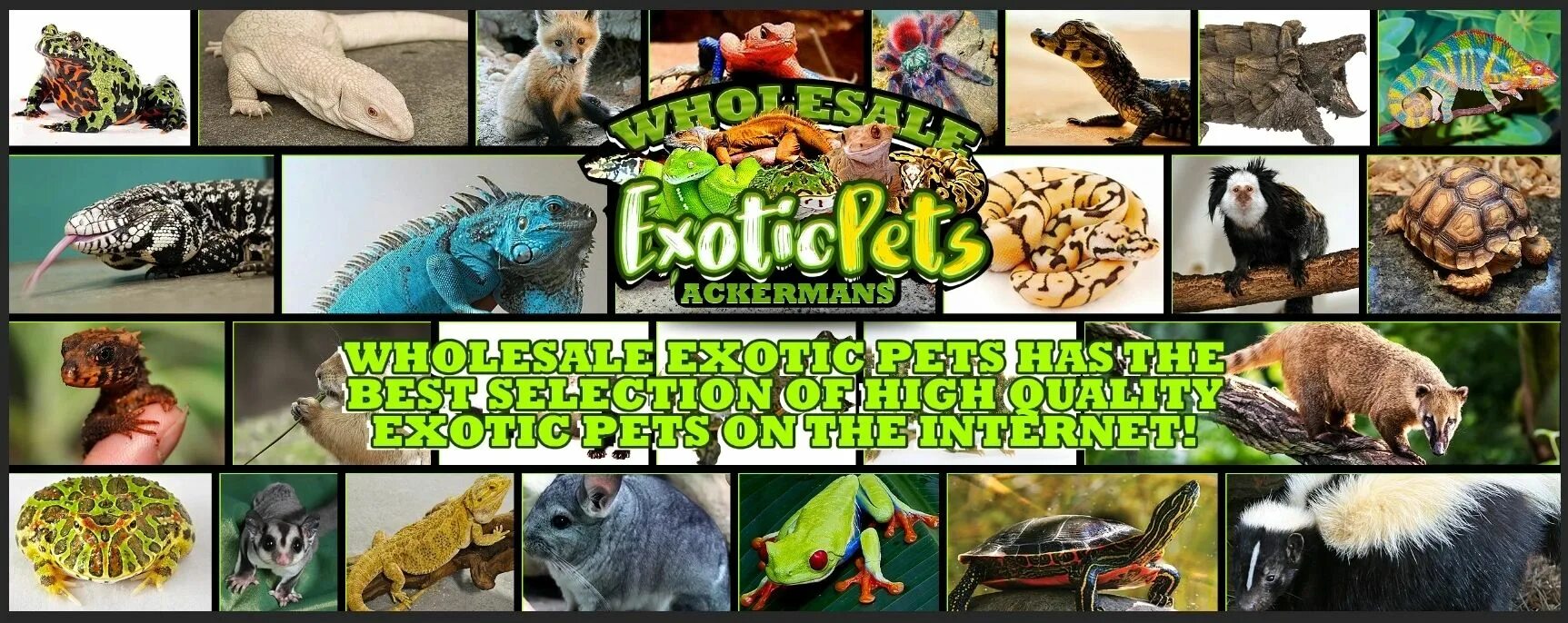 Exotic animals pets. Зоомагазин с животными экзотики. Exotic Pets. Exotic Pets картинки. Keeping exotic Pets.